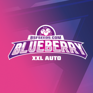 Blue Berry Auto XXL