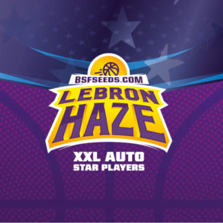 Lebron Haze XXL