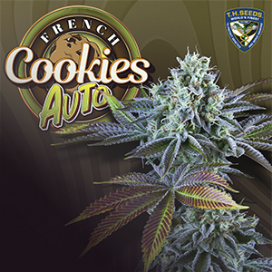 Auto French Cookies